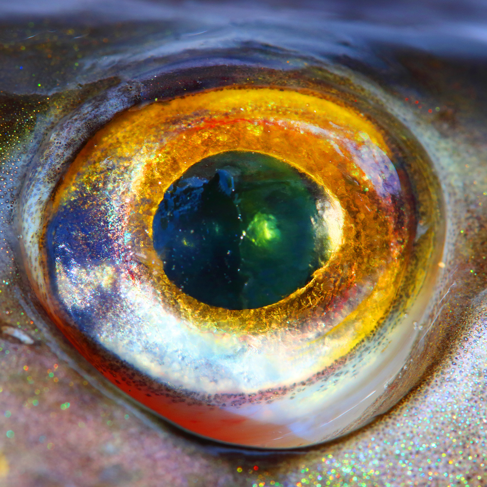 Inflamarea ochilor la pești