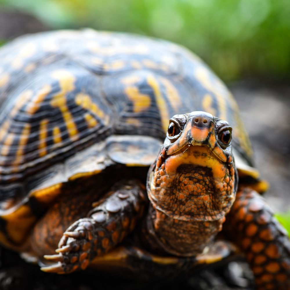 Factori care influențeaza sănătatea broaștelor țestoase