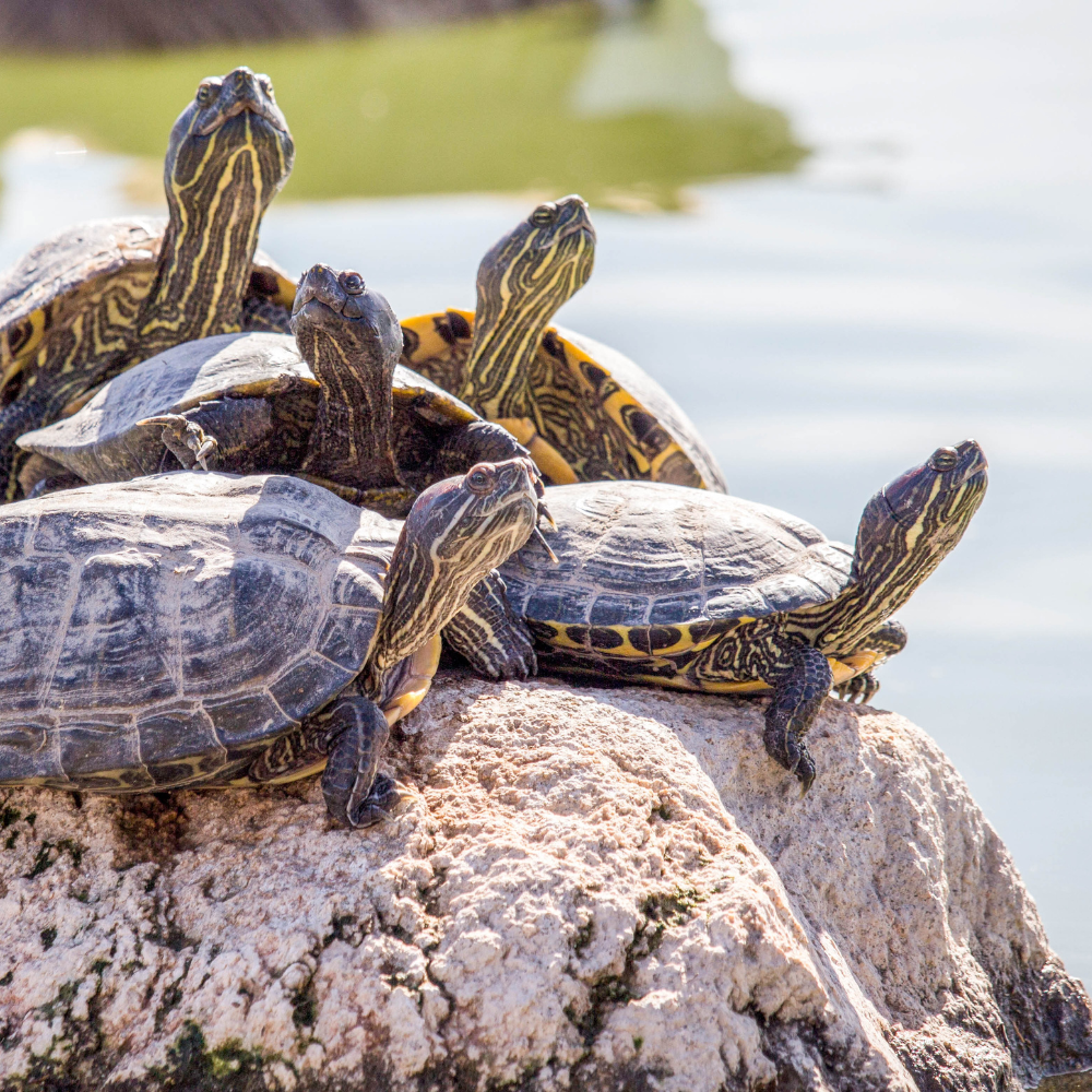 Mediul propice broaștelor țestoase