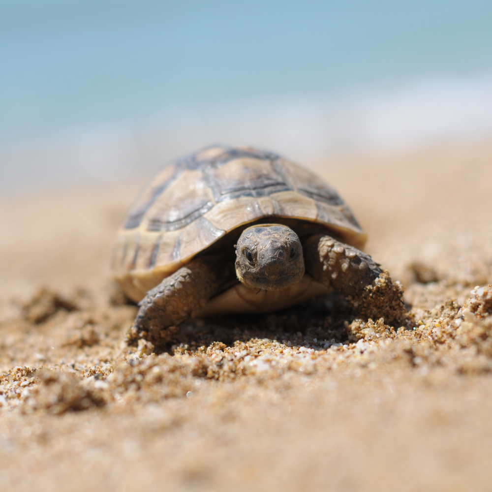 Condiții de păstrare a unei broaște țestoase