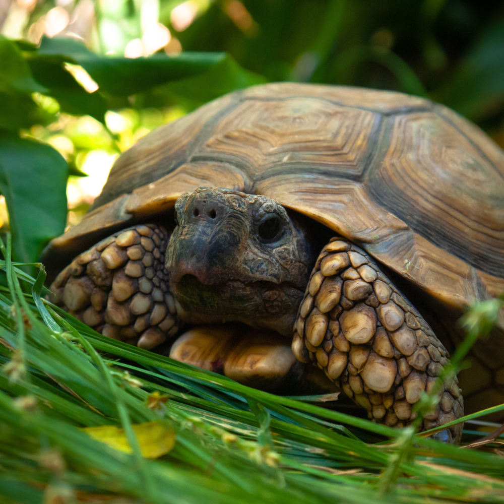 Apariţia şi tratarea inflamaţiilor în cazul broaştelor ţestoase