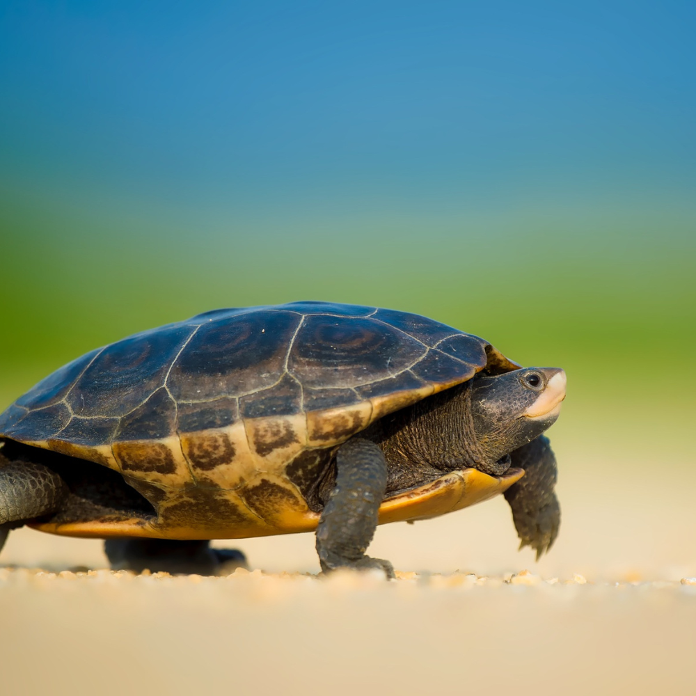 Sfaturi pentru alegerea unei broscuţe ţestoase