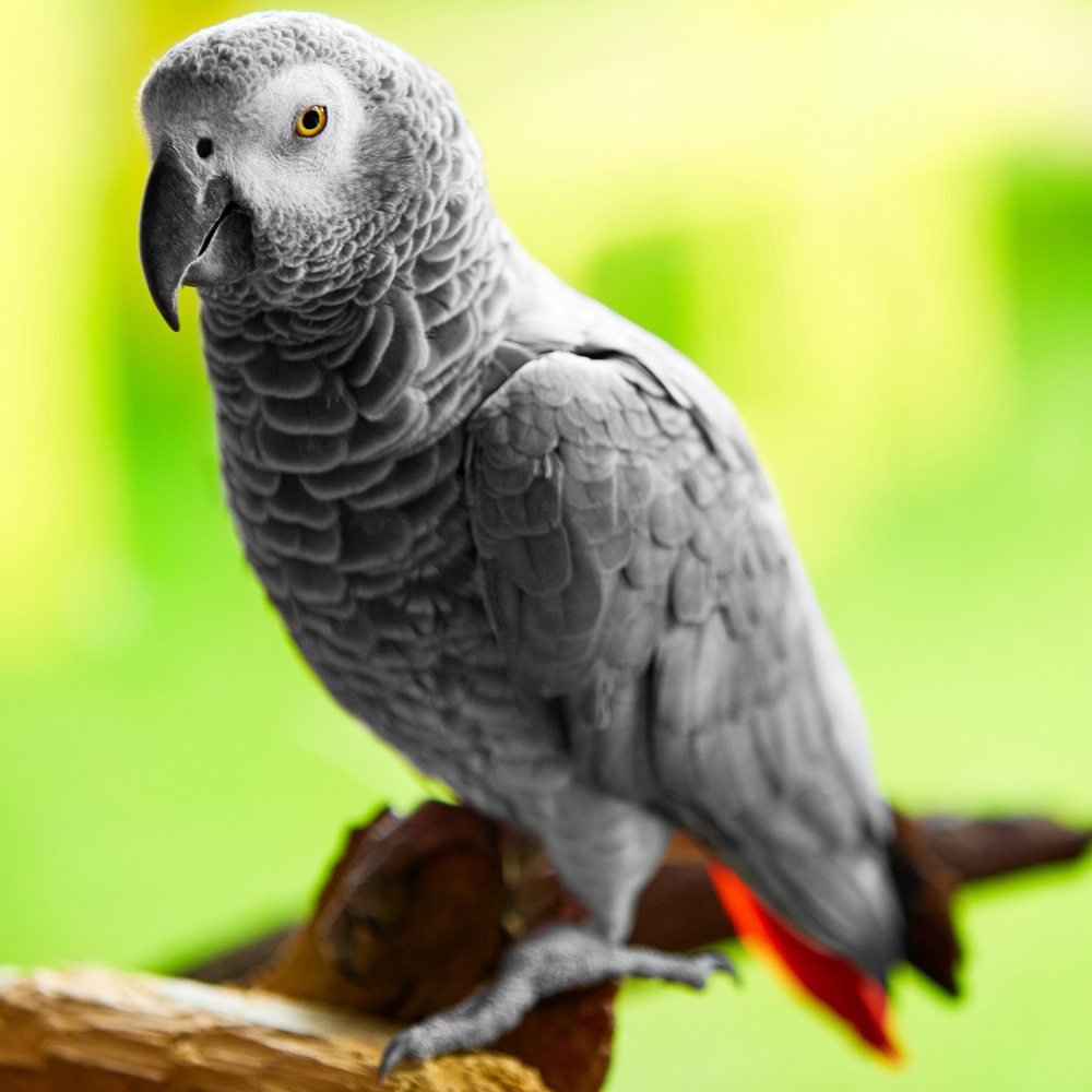 Există suplimente pentru stimularea vorbirii papagalilor?