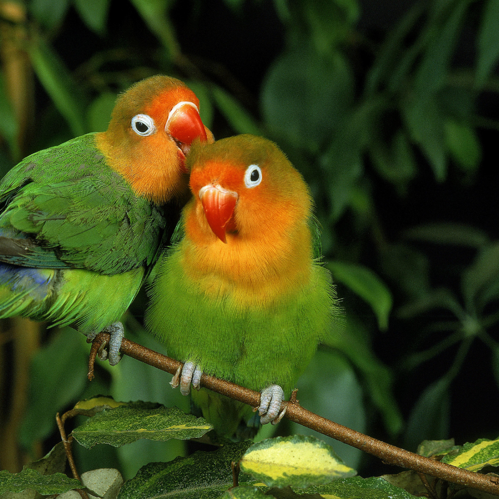 Dimorfismul sexual pentru papagalii Agapornis