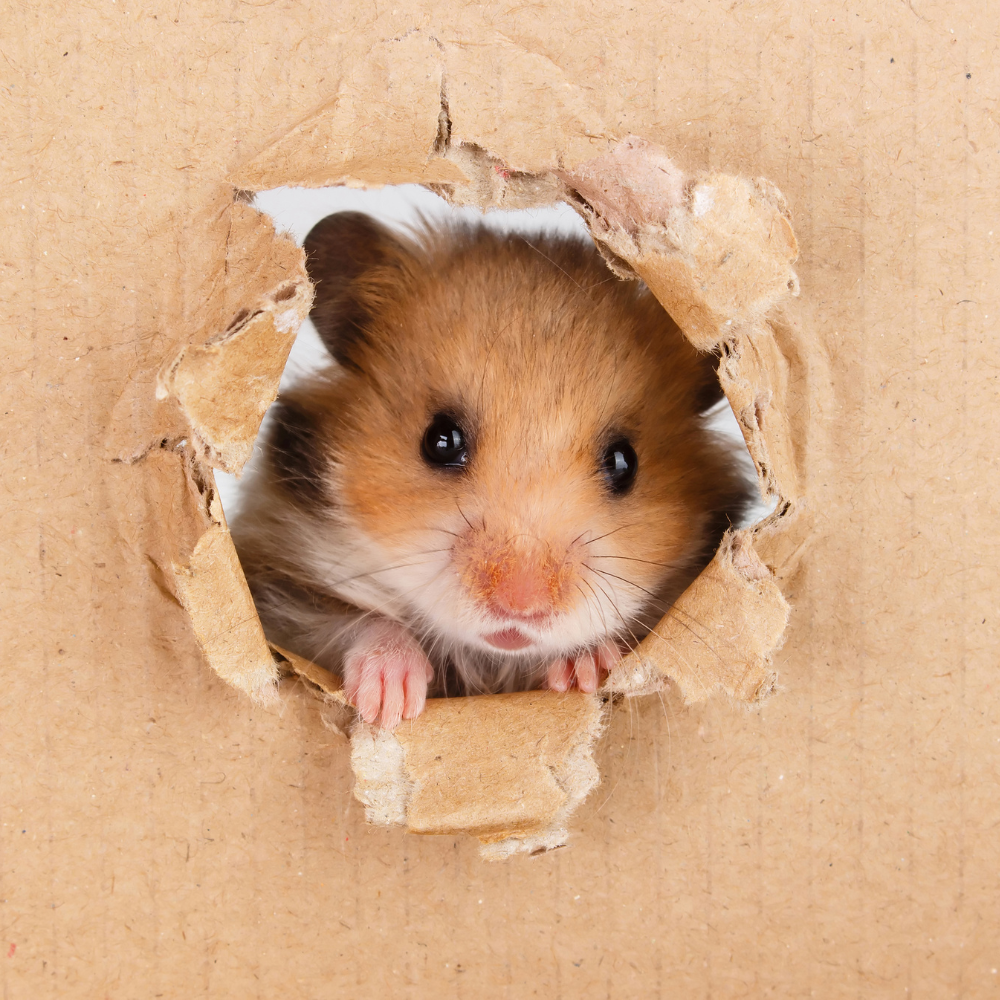 Agresivitatea la hamsteri în perioada împerecherii