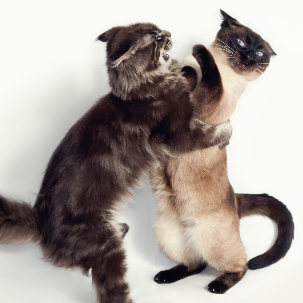 Agresivitatea între pisici