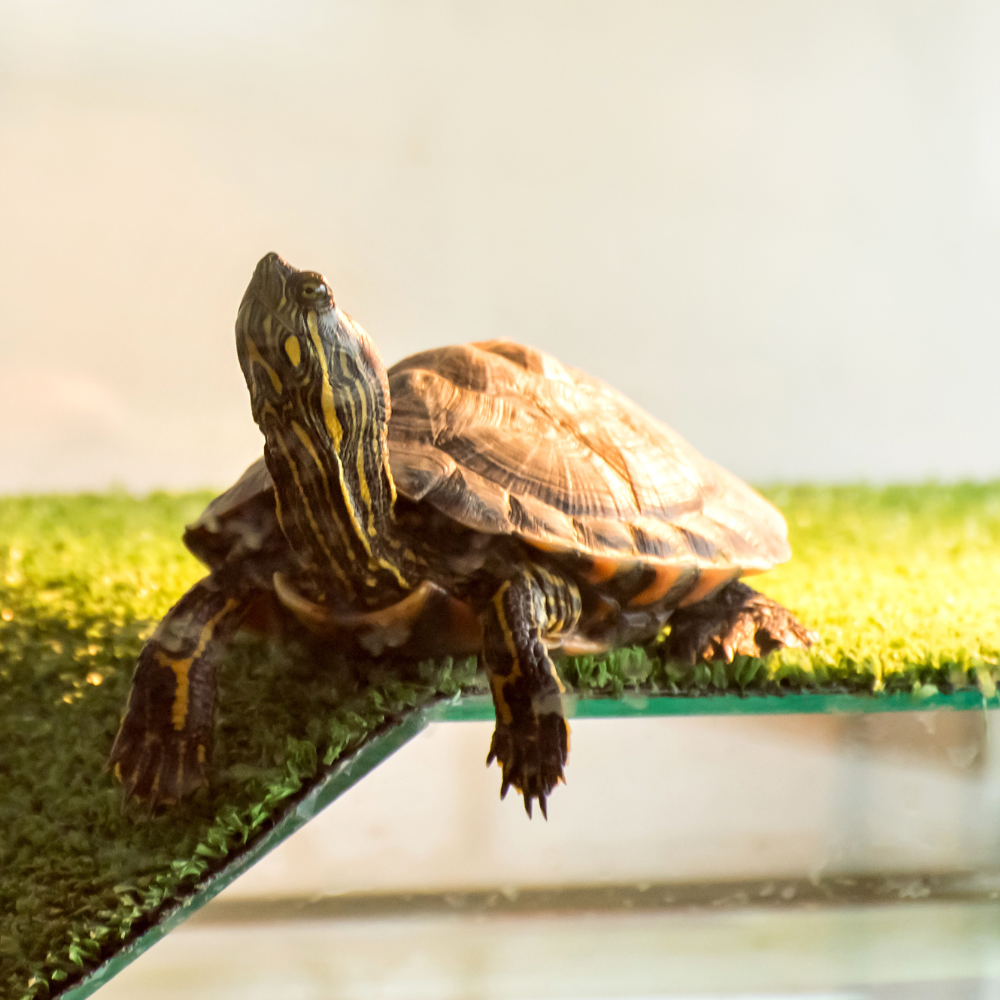 Apatie la broaște țestoase