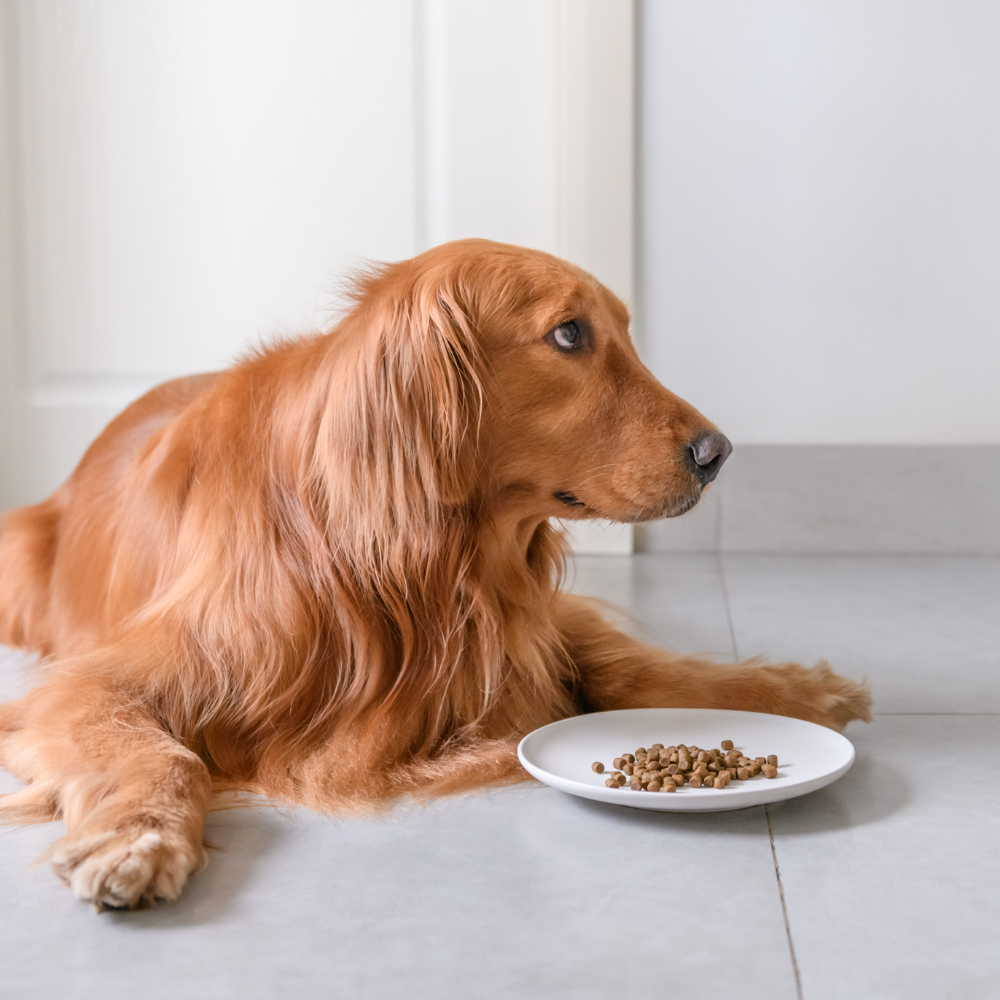 Câinele refuză hrana special destinată lui