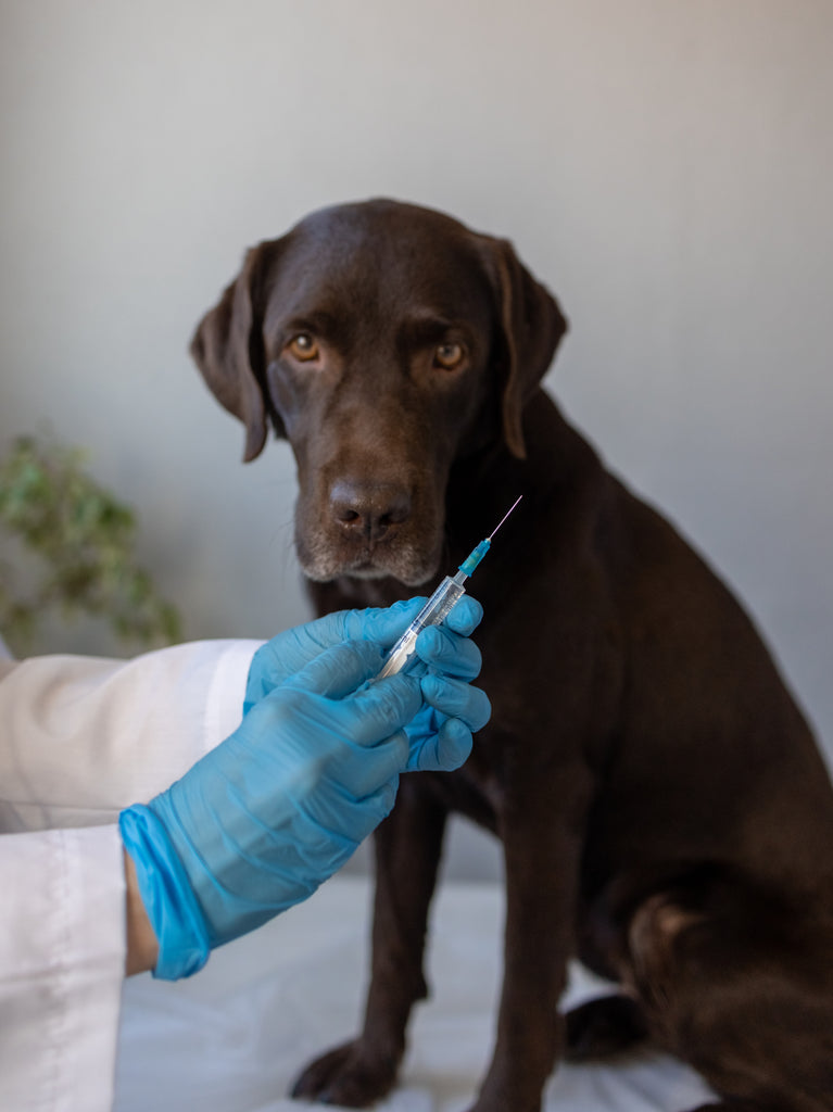 Schema de vaccinare a câinilor