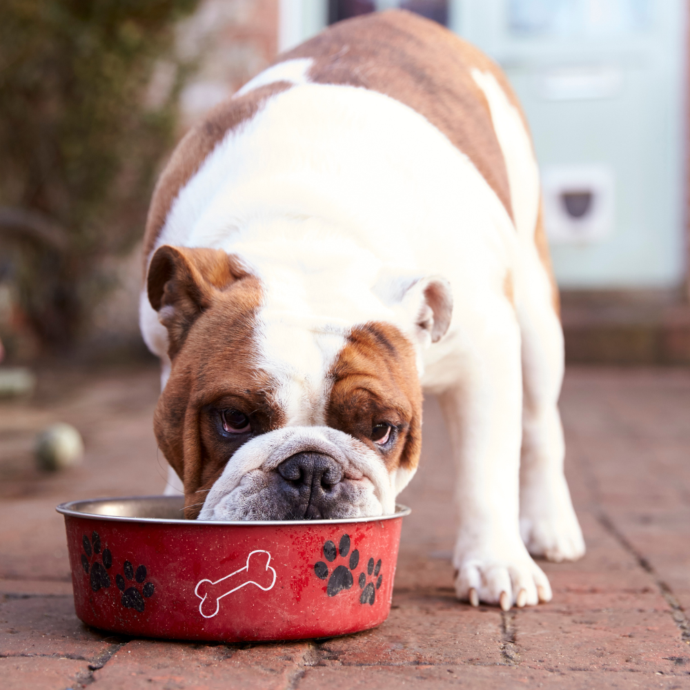 Hipersensibilitatea câinilor la hrană