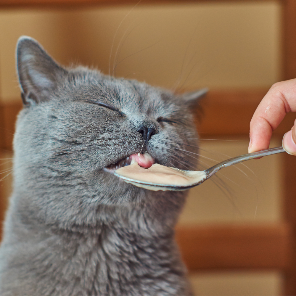 Hrana pisicilor cu probleme urinare