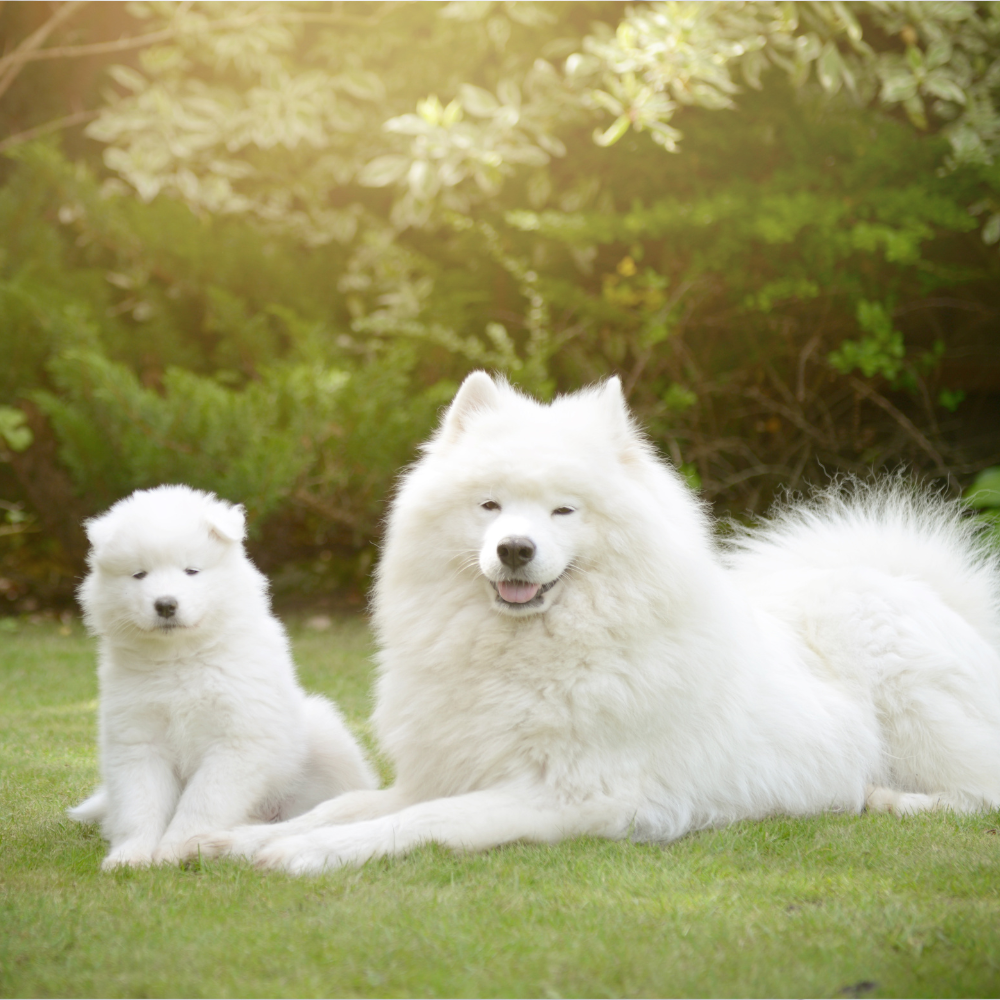 Îngrijirea câinilor din rasa Samoyed