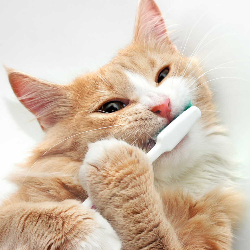 Probleme dentare la pisici