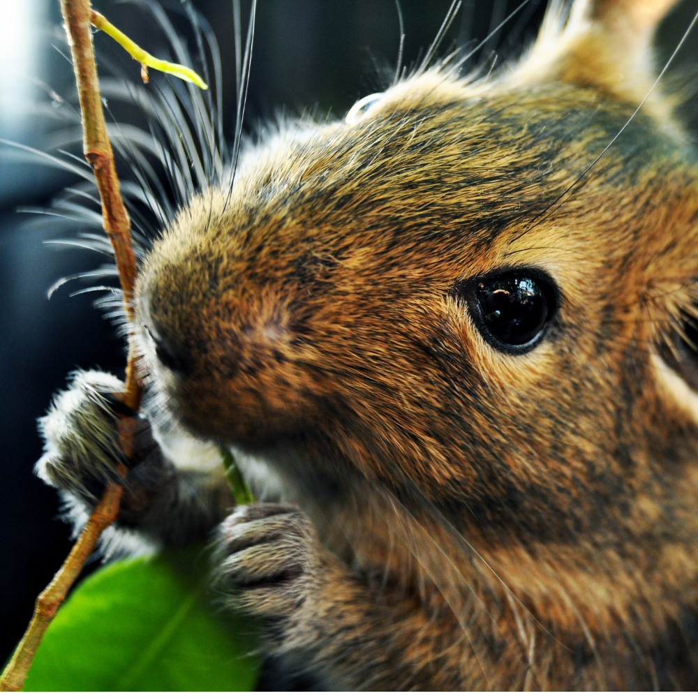 Schimbarea alimentaţiei veveriţelor Degu