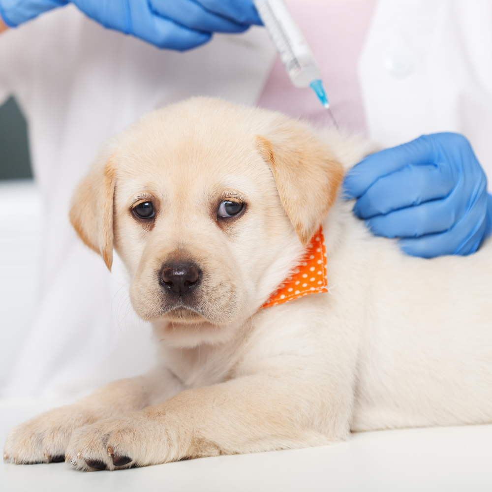 Rolul vaccinurilor la câini