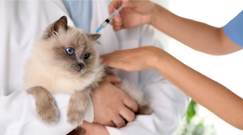 Efectuarea acasă a vaccinului antirabic