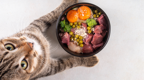 Hrana pisicii: ficat şi rinichi