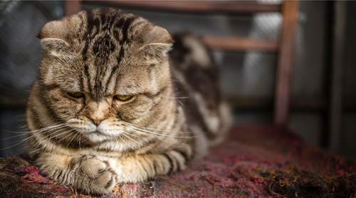 Toxoplasmoza