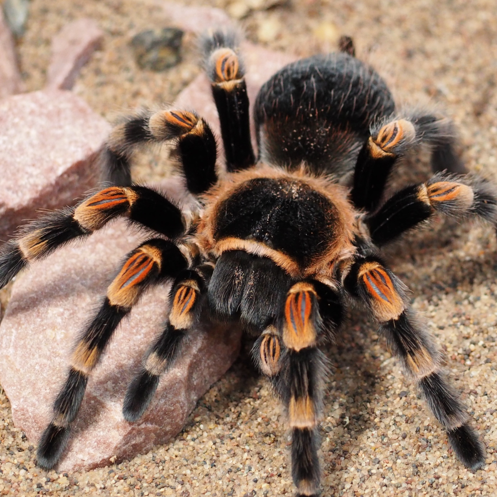 Îngrijirea tarantulei Lasiodora parahybana – Maxi-Pet.ro