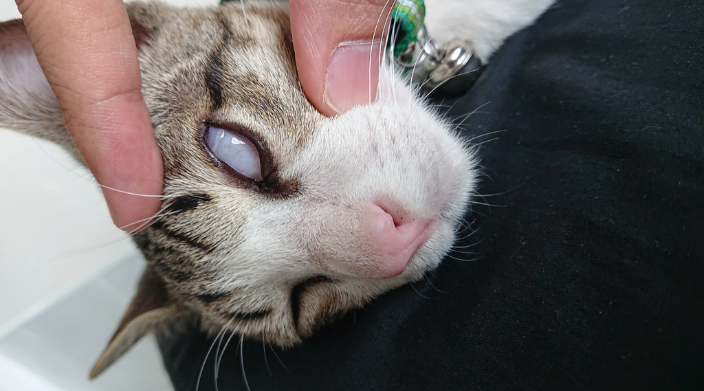 Vizualizarea membranei nictitante (ploapei a treia) la feline
