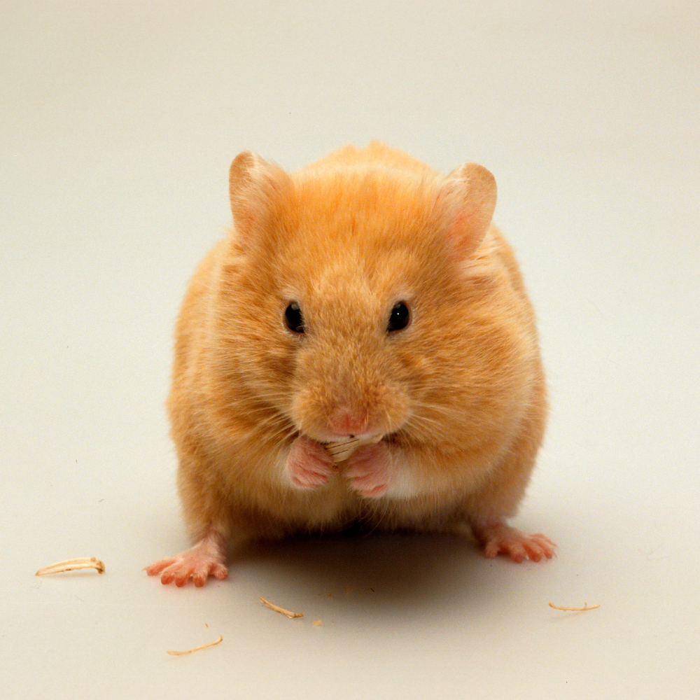 Agresivitate la hamsteri