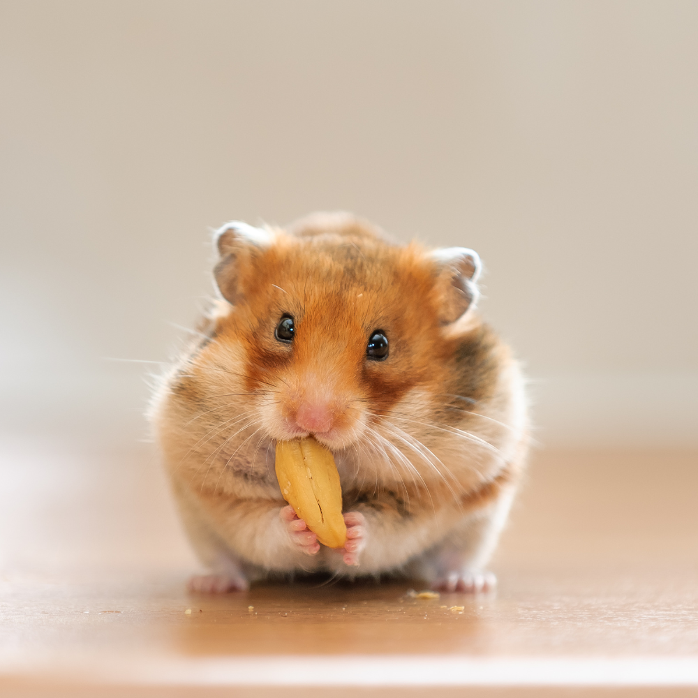 Alimentaţia hamsterilor