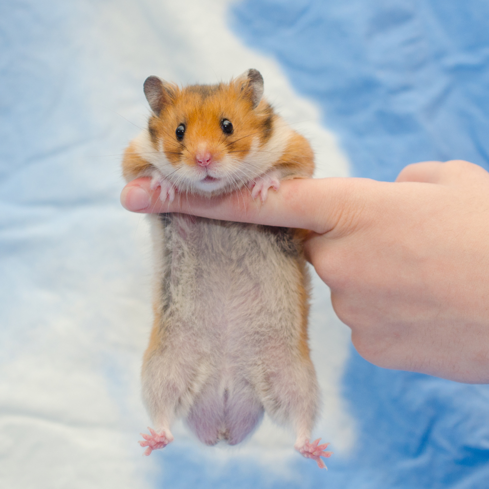 Cauzele dermatitei la hamsteri
