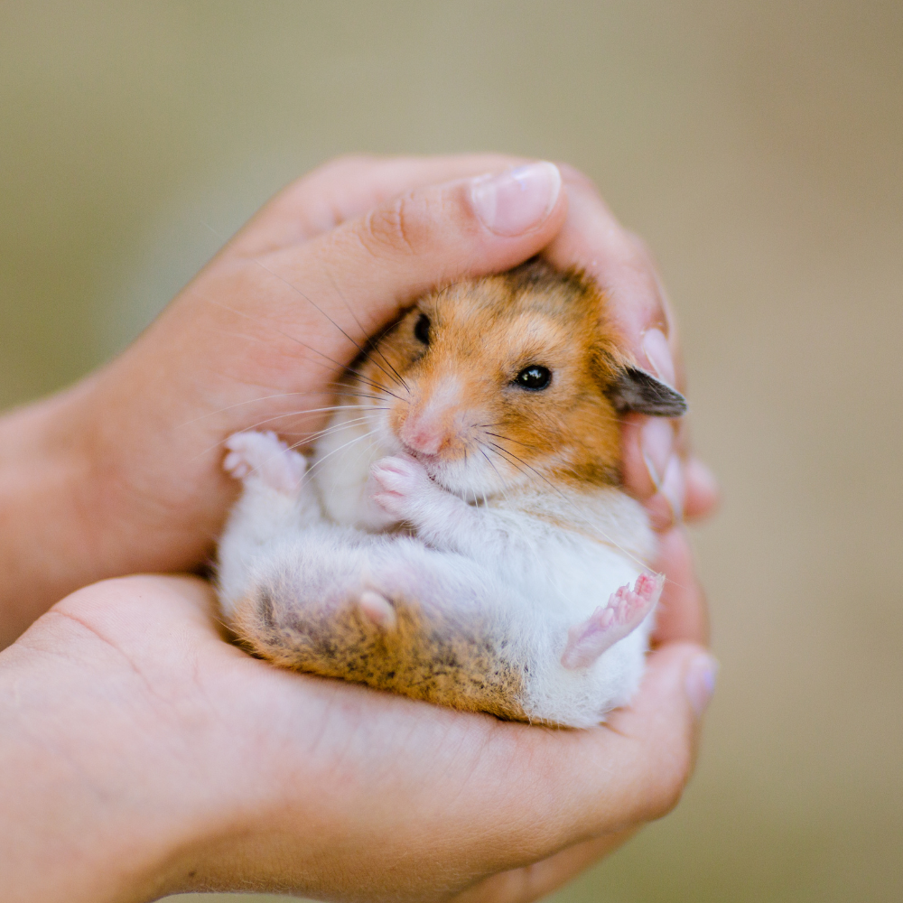 Constipatia la hamsteri