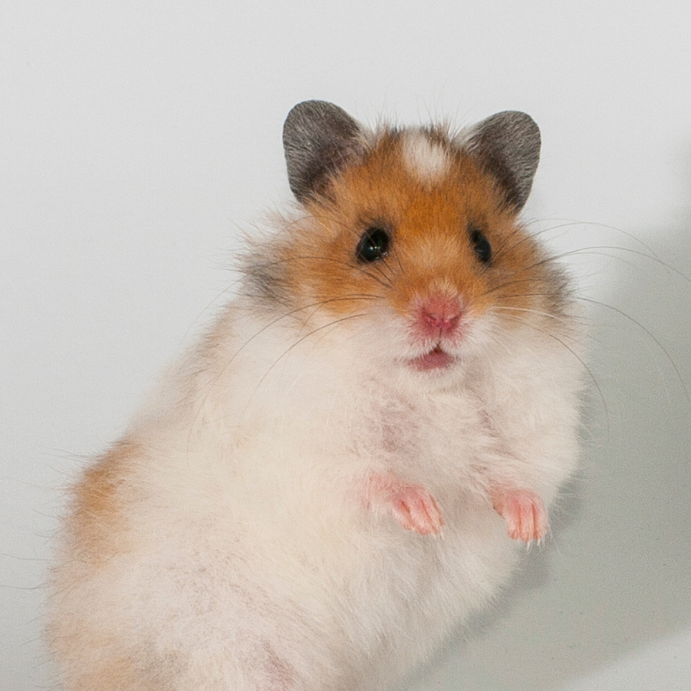 Fractură hamster