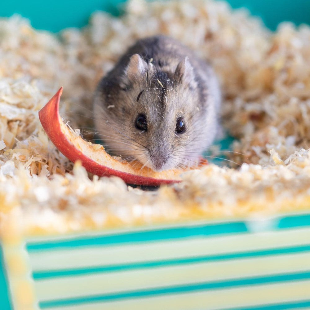 Ce mănâncă hamsterii? Ghid complet de alimentație sigură