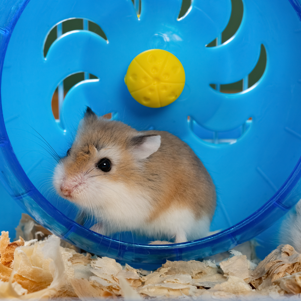 Hamster cu picior rupt – Maxi-Pet.ro