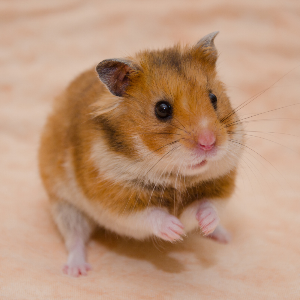 Micozele la hamsteri