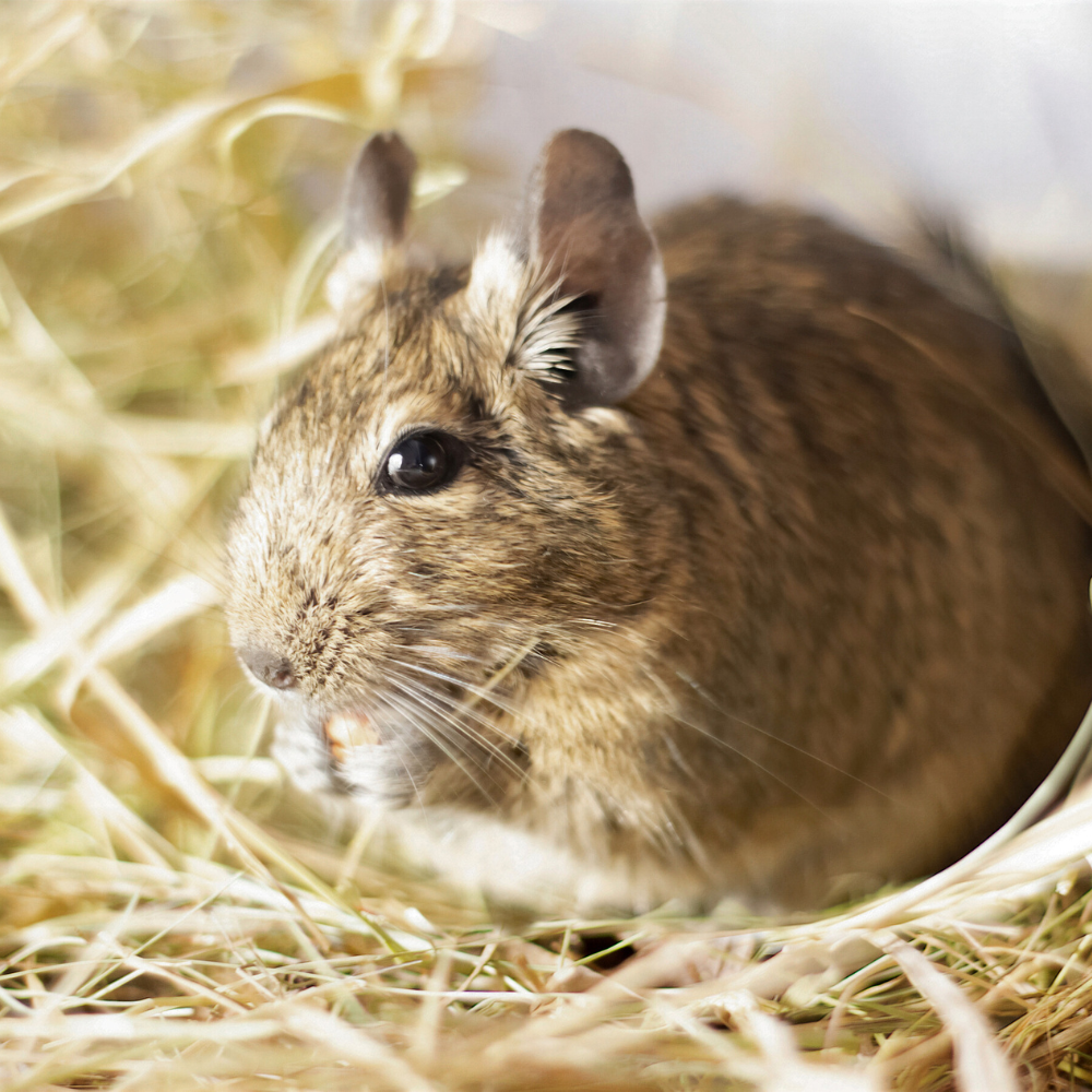 Reproducerea veverițelor degu