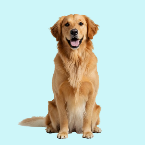 Pachete economice pentru câini