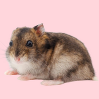 Produse - Animale Mici