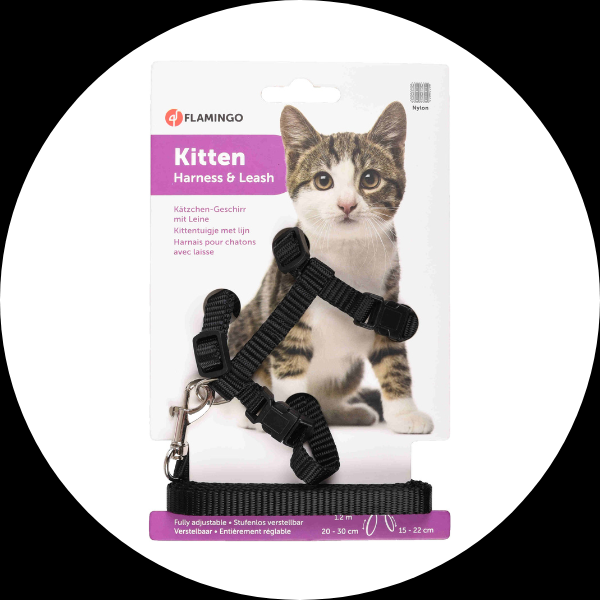 Accesorii pisici Black Friday