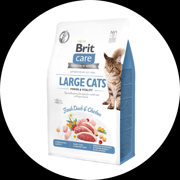 Hrana pisici Black Friday