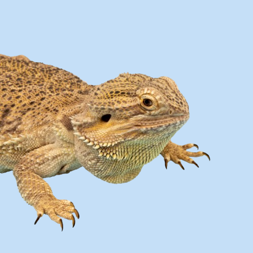 Reptile - preț întreg