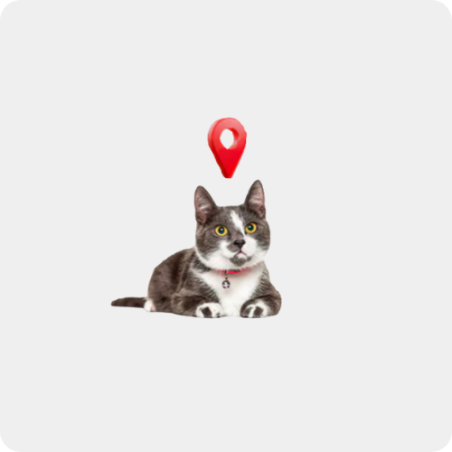 Pisici / Zgărzi, lese, hamuri şi adresiere / Locator GPS