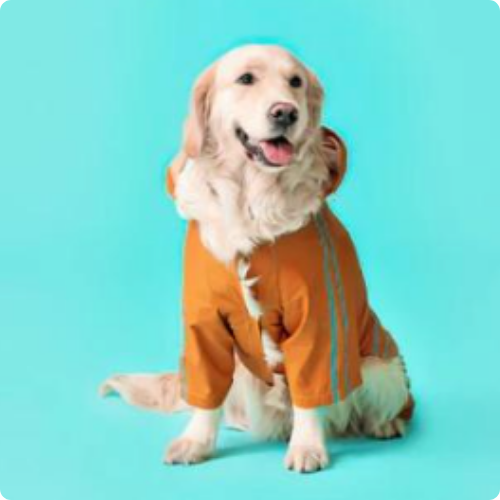 Câini / Îmbrăcăminte, încălţăminte şi accesorii / Accesorii la modă