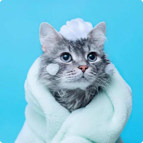 Pisici / Cosmetice şi produse de igienă