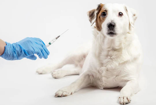 Rolul vaccinurilor la câini