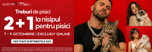COLLECTIONS NISIP PISICI