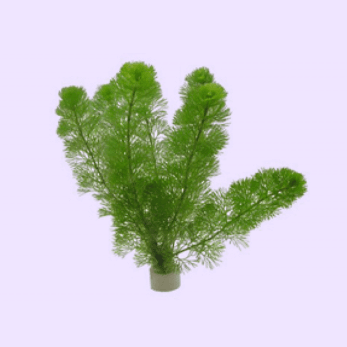 Plante
