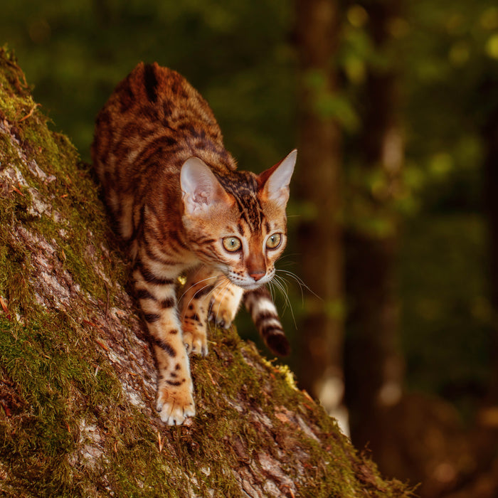 ESSENTIAL JAGUAR Hrană uscată pentru pisici