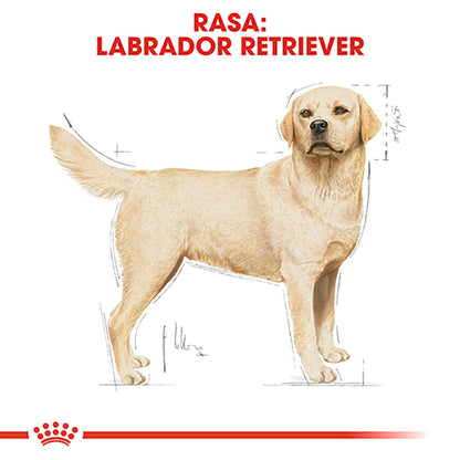 ROYAL CANIN BHN Labrador Retriever Adult