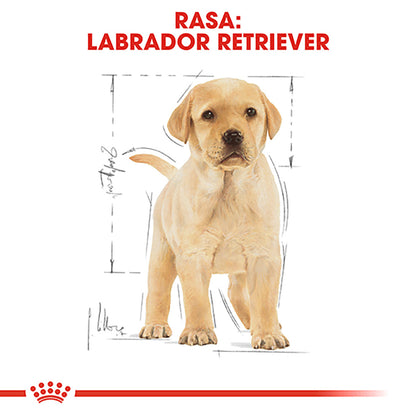 ROYAL CANIN BHN Labrador Retriever Puppy 12kg