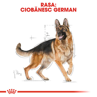 ROYAL CANIN BHN Ciobănesc German Adult