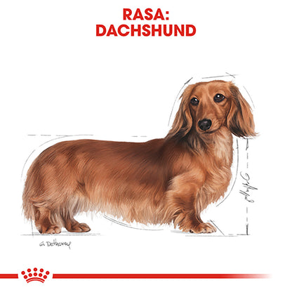 ROYAL CANIN BHN Dachshund (Teckel) Adult 1,5kg
