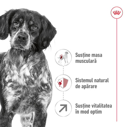 ROYAL CANIN SHN Medium Adult 7+ (vârsta peste 7 ani) 4kg